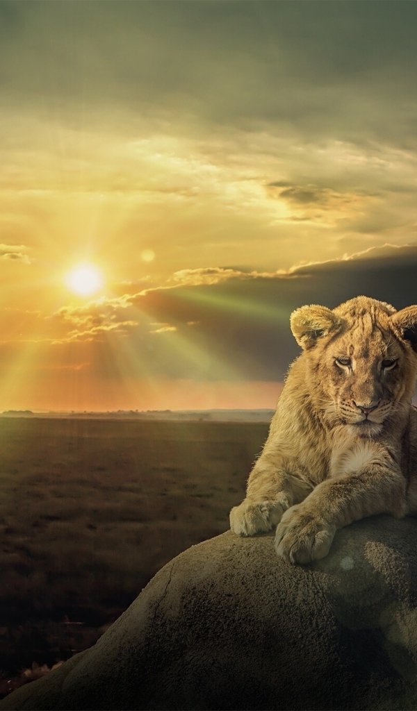 Белый лев лежит на камне на фоне солнца