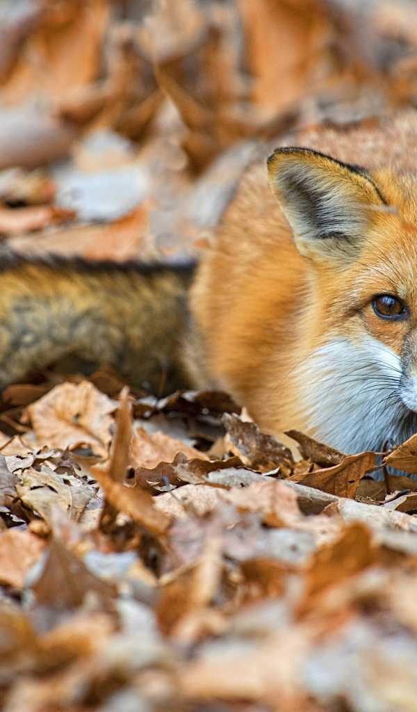 Хищная рыжая лиса лежит на сухих листьях 