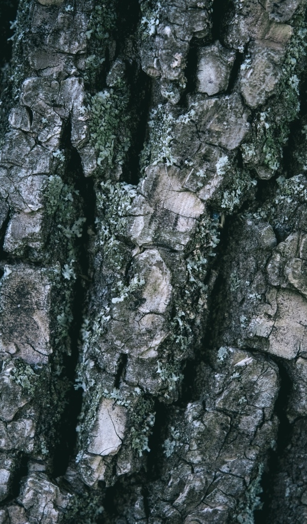 Старая кора дерева для фона