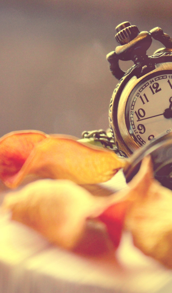 Старые карманные часы с сухими листьями лежат на книге