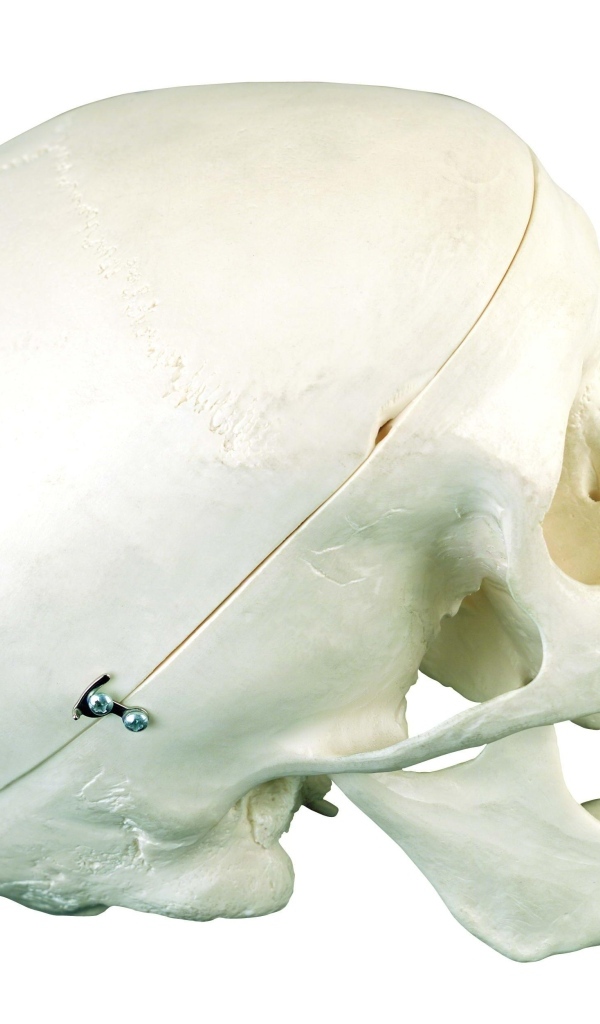 Шкатулка из черепа человека на белом фоне