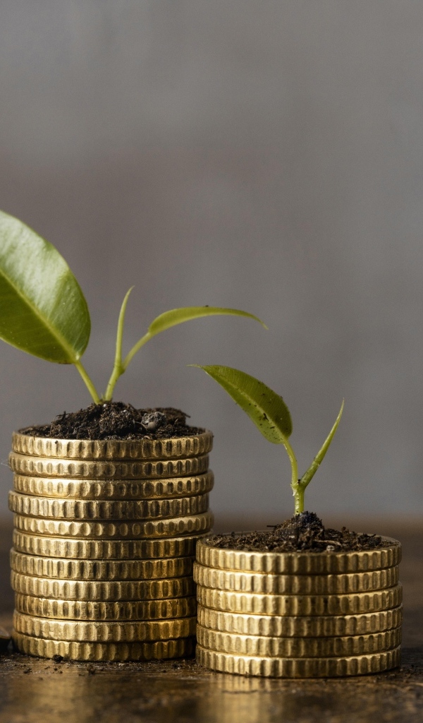 Зеленые ростки с золотыми монетами на столе