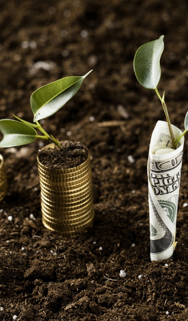 Ростки прорастают с денег на земле