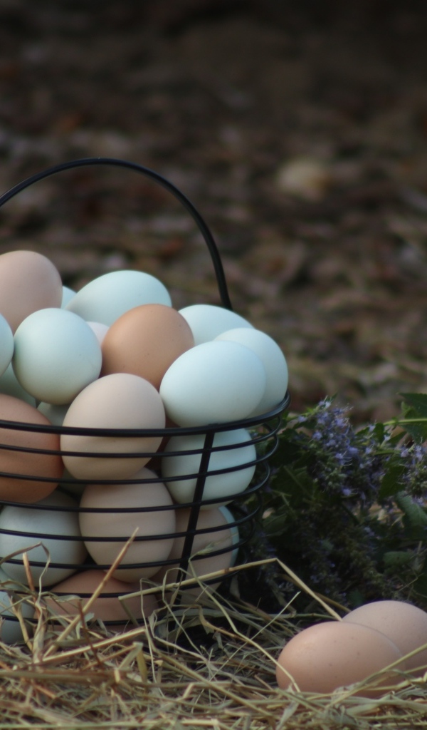 Корзина домашних куриных яиц на сене