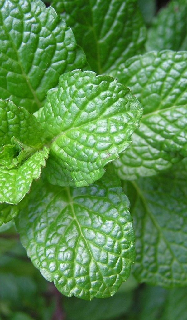 Ароматная свежая зеленая мята крупным планом