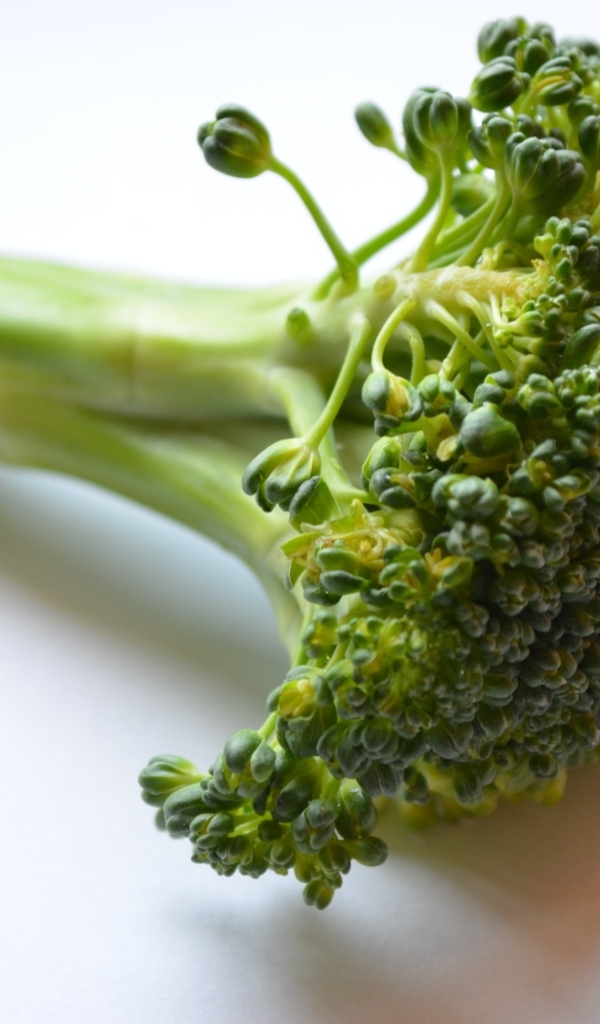 Свежее зеленое брокколи на сером фоне