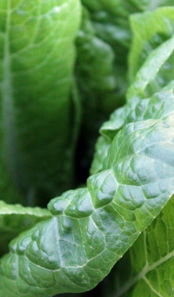 Зеленые листья растения крупным планом