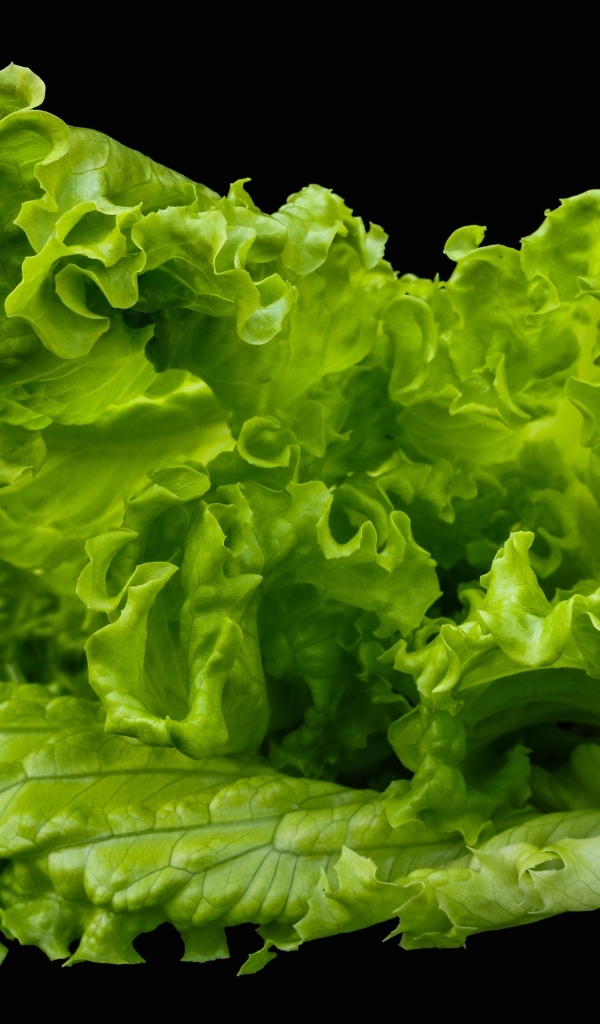 Зеленые листья салата на черном фоне крупным планом
