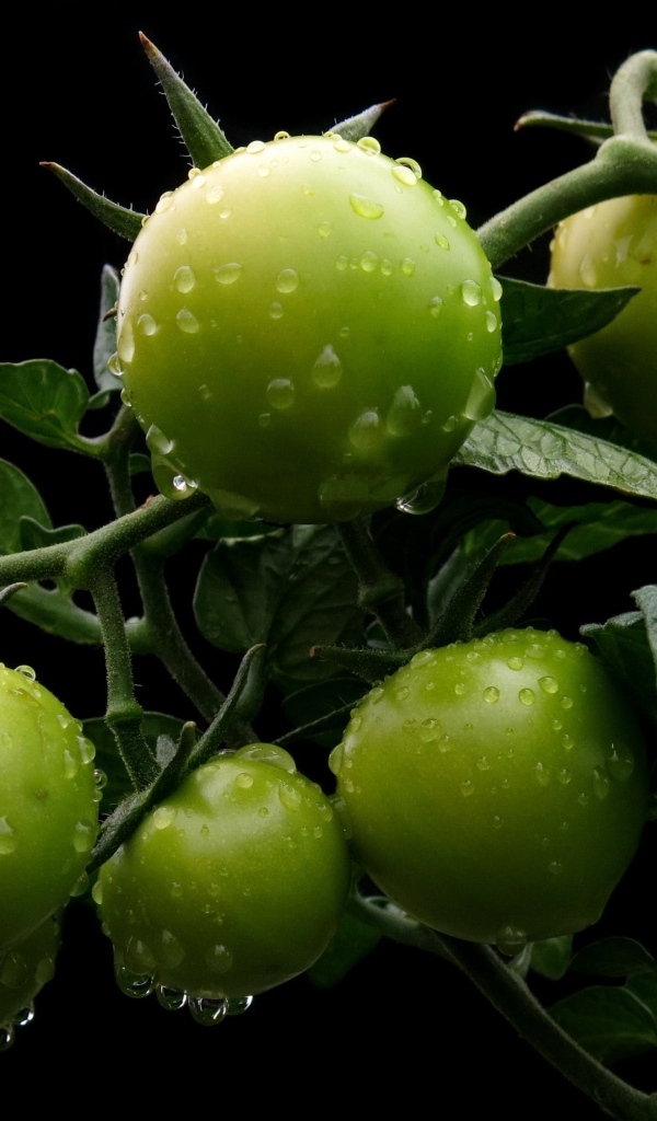 Зеленые помидоры на ветке в каплях воды