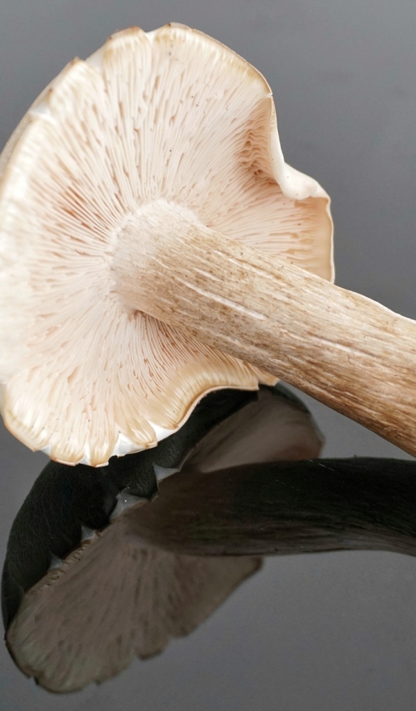 Большой лесной гриб на сером столе