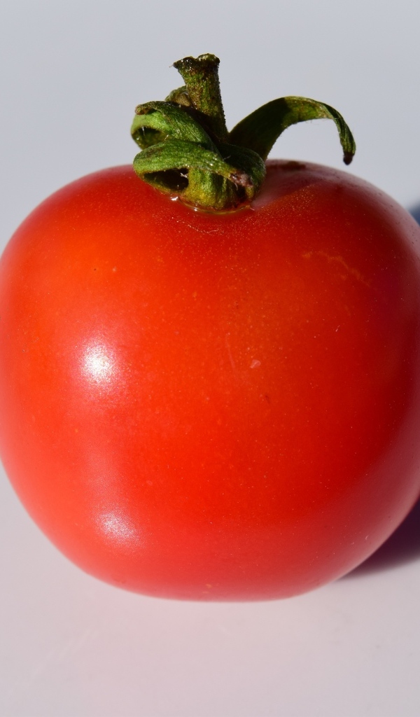 Большой красный помидор на сером фоне