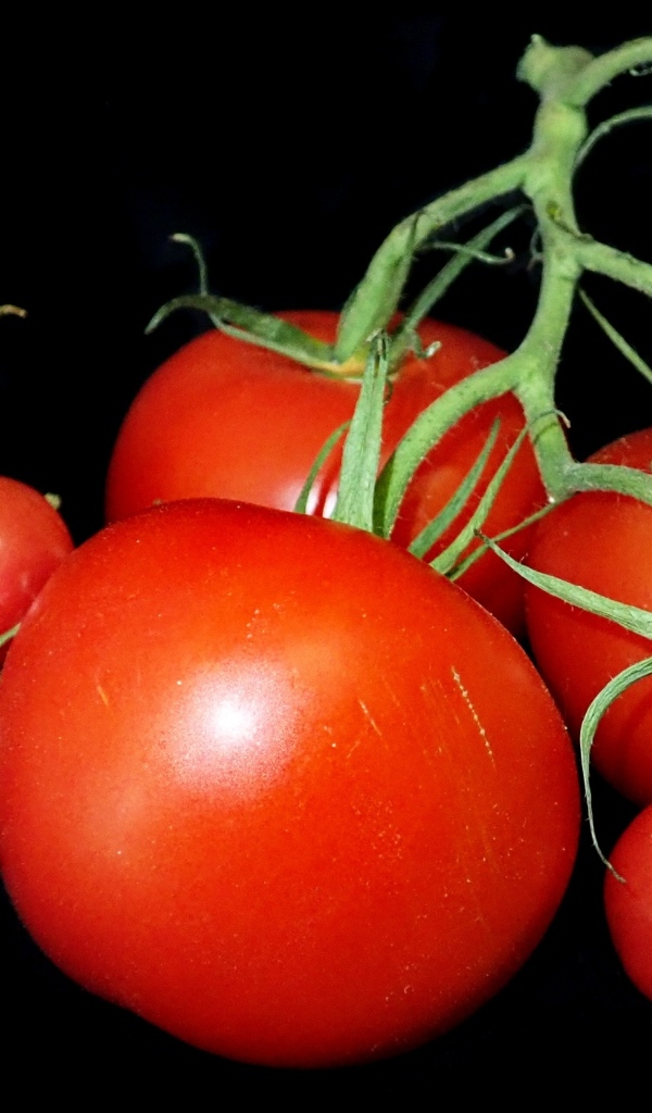 Большие помидоры и помидоры черри на черном фоне