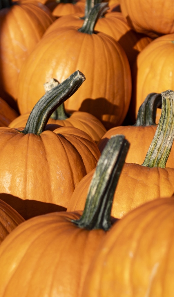 Оранжевая большая тыква крупным планом