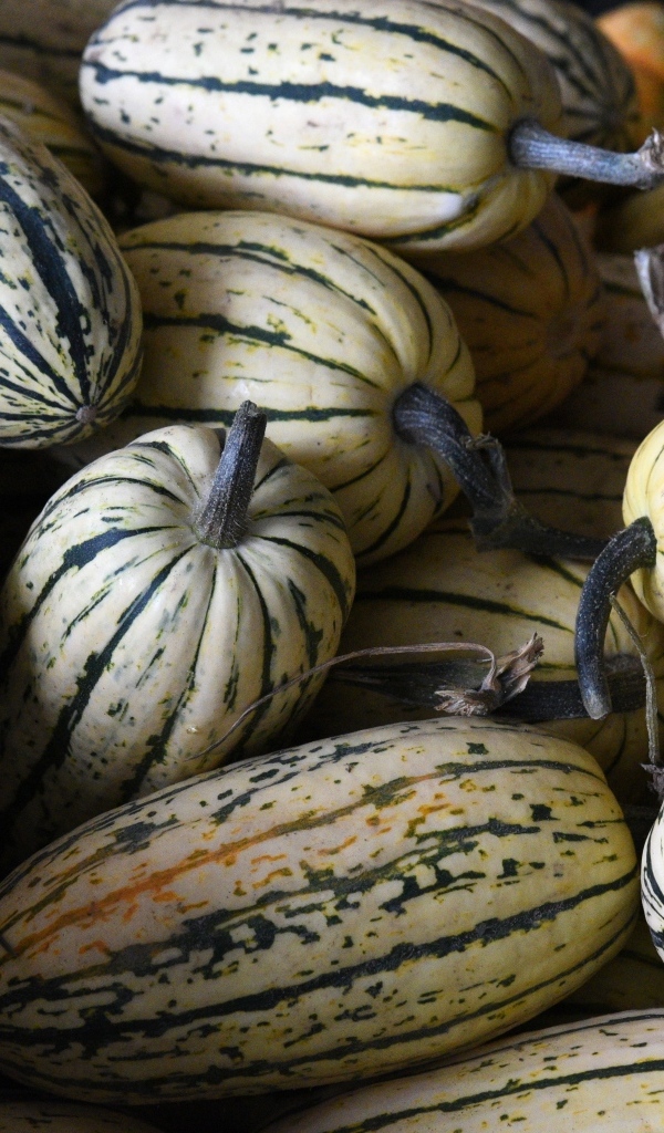 Полосатая маленькая тыква крупным планом