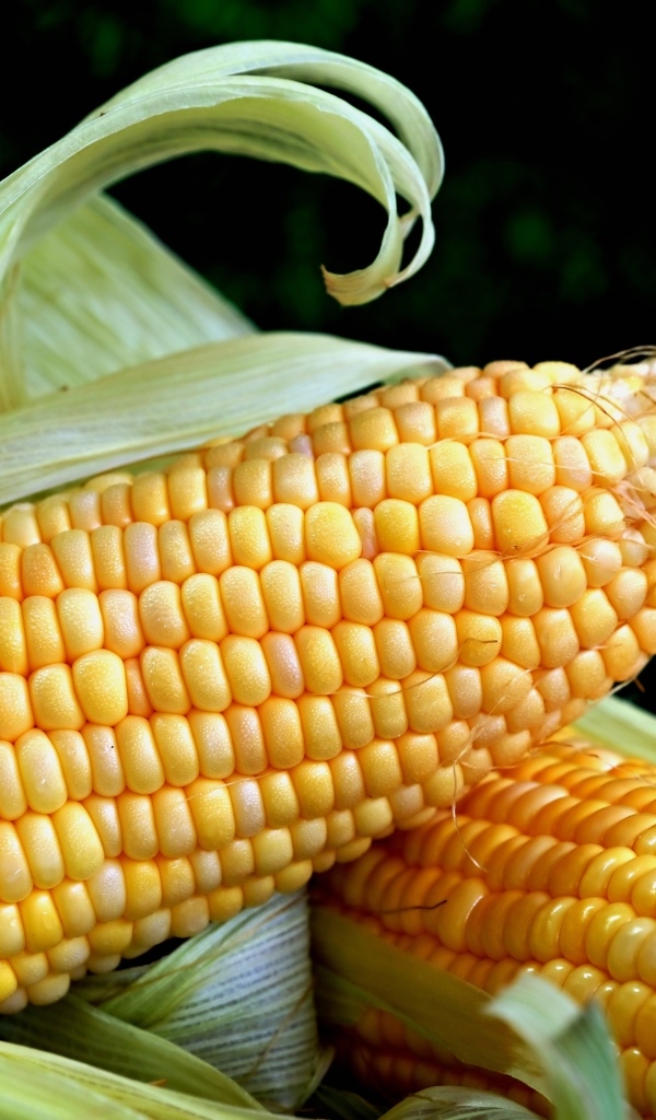 Два початка кукурузы с листьями на черном фоне
