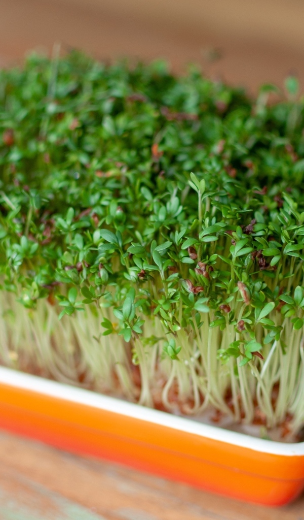 Кресс салат в посуде на столе