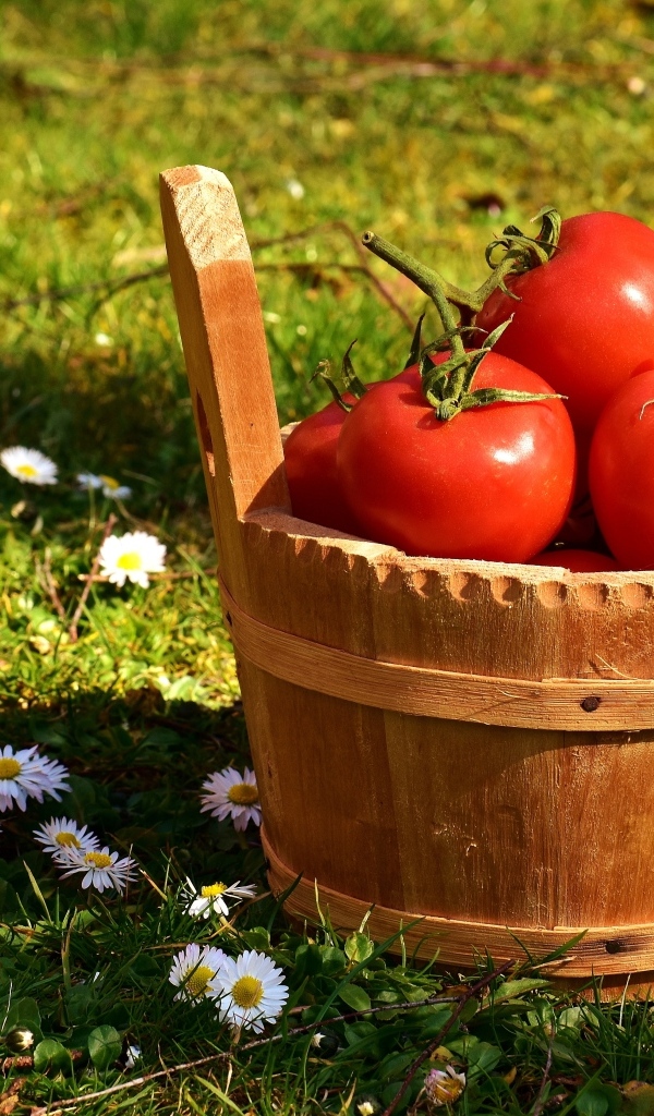 Деревянное ведро с красными помидорами на траве