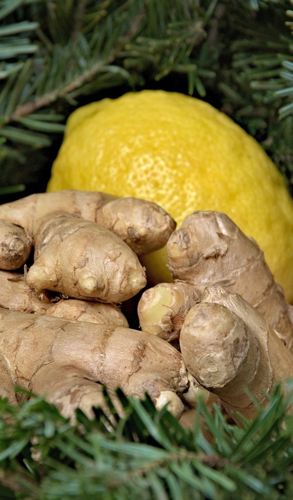 Имбирь с лимоном в еловых ветках