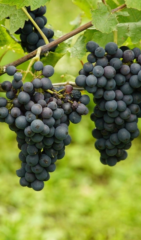 Большие гроздья синего винограда на лозе