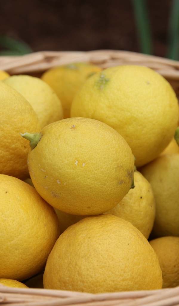 Много спелых желтых лимонов в корзине на столе