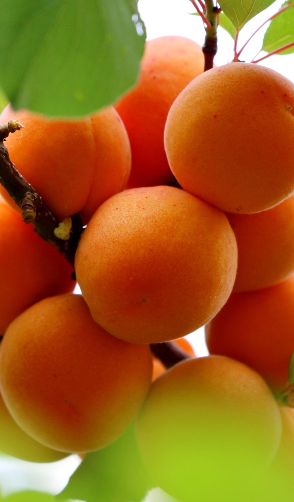 Спелые оранжевые абрикосы на ветке