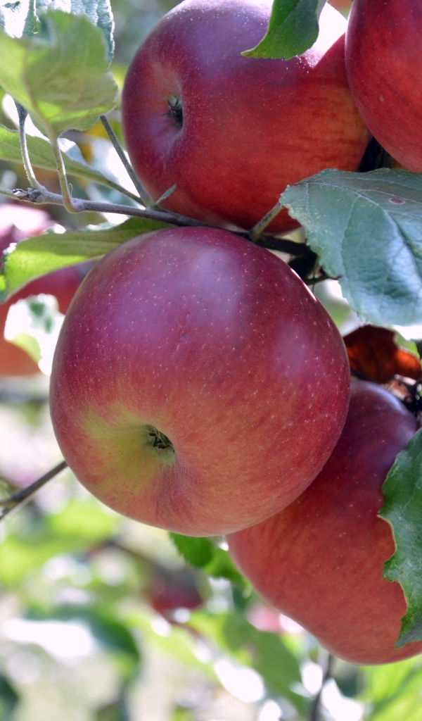 Сладкие красные яблоки на ветках дерева