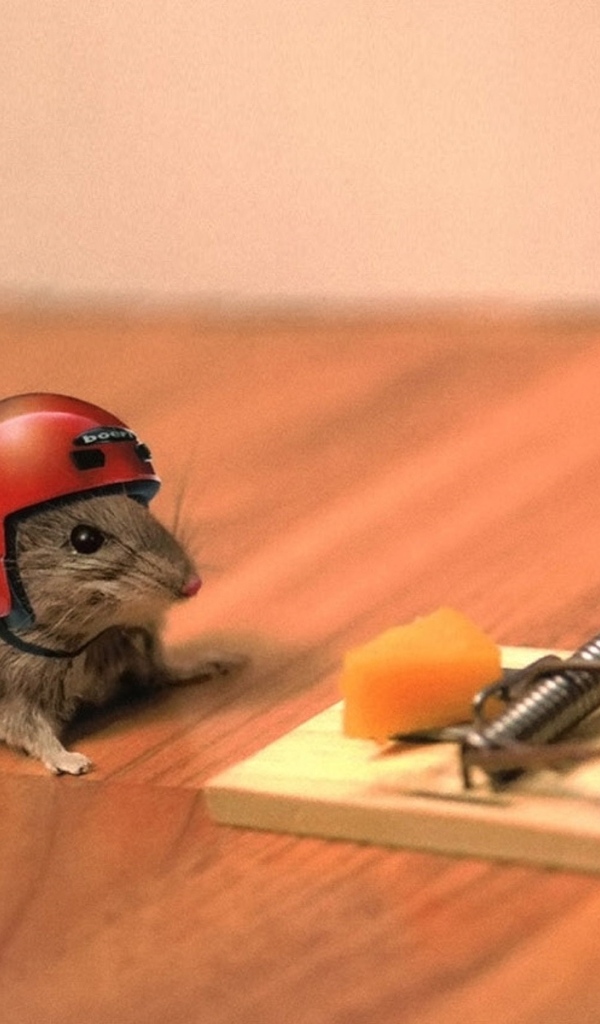 Маленький мышонок в шлеме у мышеловки
