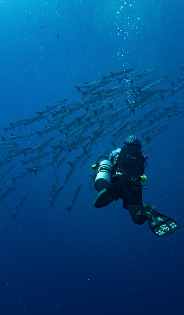 Дайвер плавает под водой с рыбами