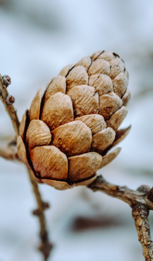 Большая коричневая шишка на ветке дерева
