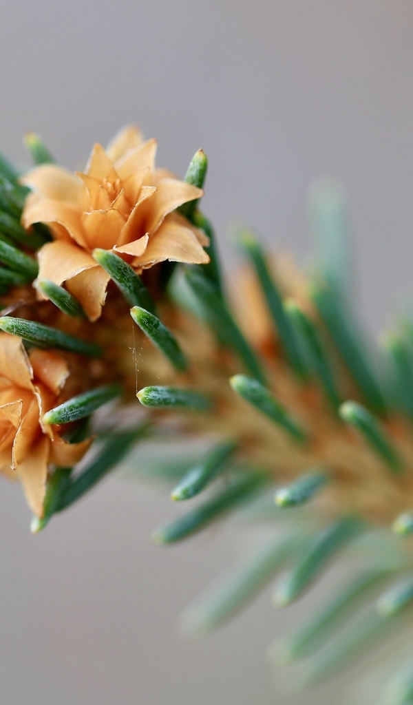 Зеленая еловая ветка с цветами