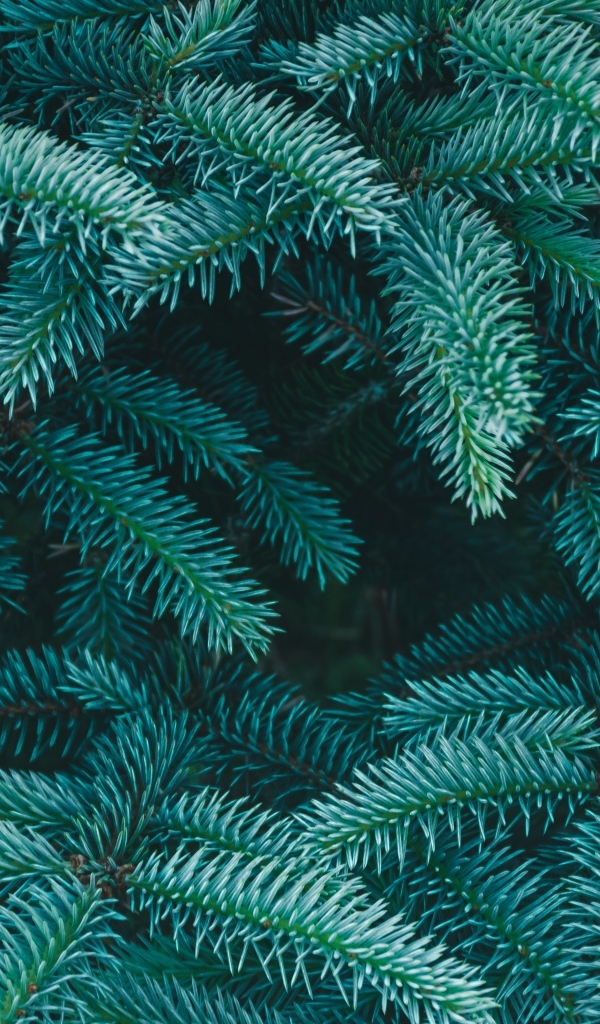 Зеленые колючие ветки ели крупным планом