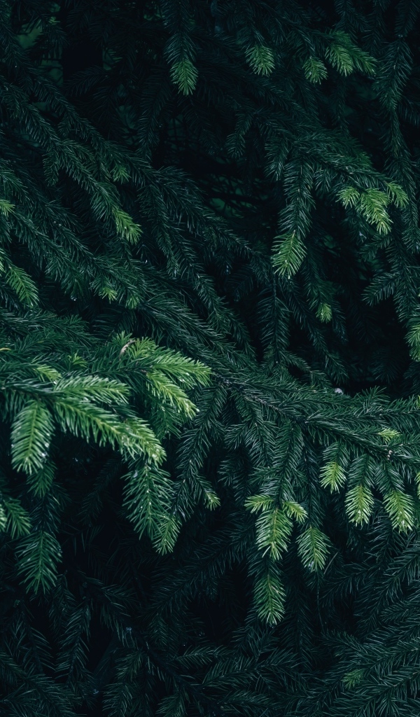 Зеленые еловые ветки крупным планом