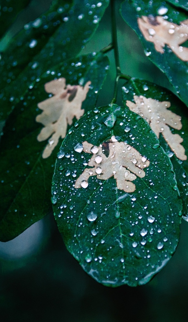 Капли дождя на зеленой ветке дерева