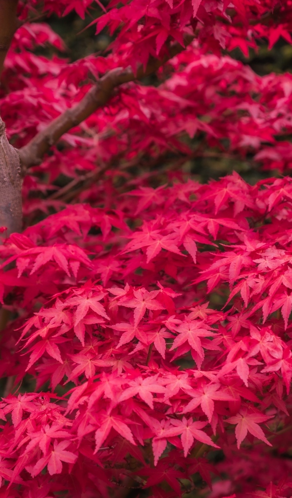 Красные листья клена на дереве осенью