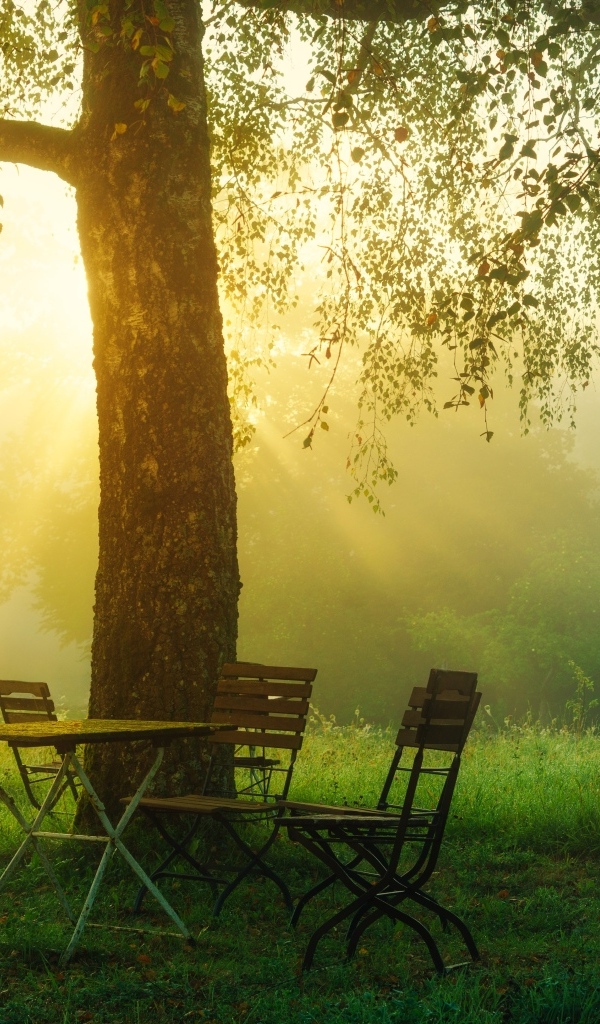 Стол и стулья у дерева в саду на рассвете 