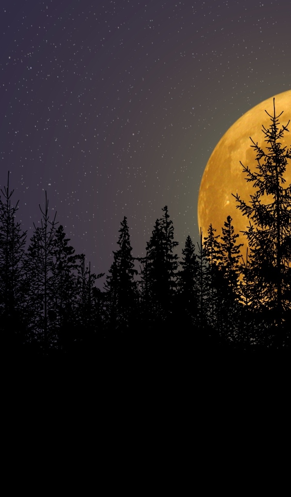 Большая желтая луна прячется за елями