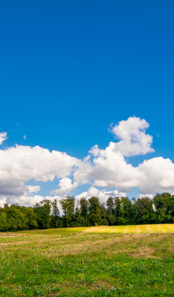 Белые густые облака над зеленым полем