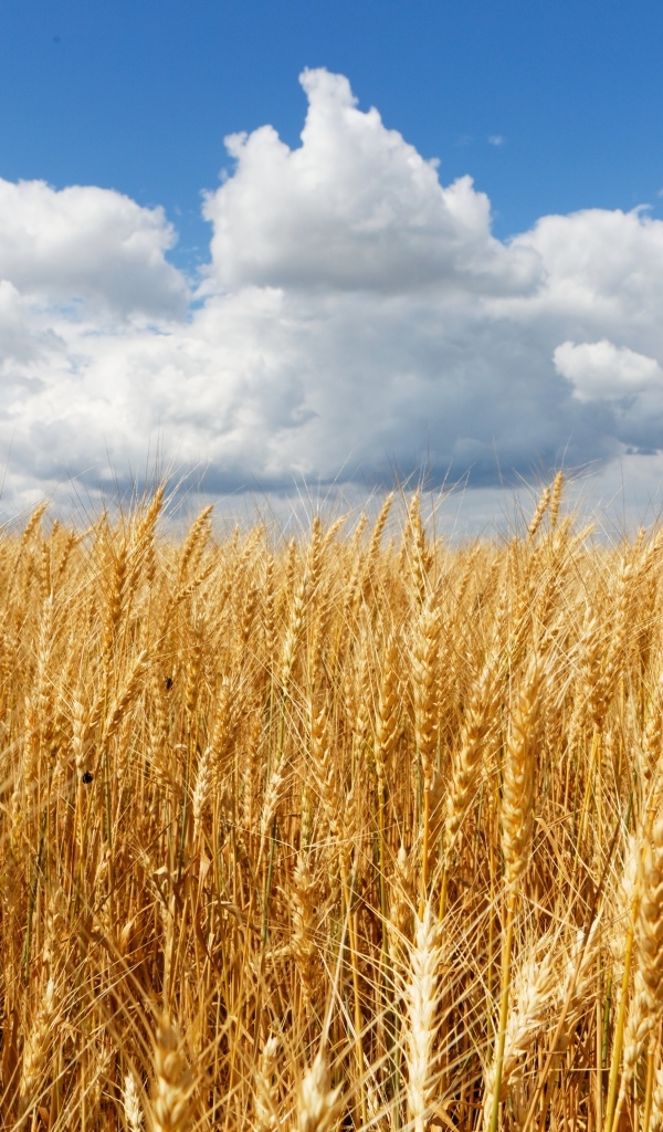 Желтое поле спелой пшеницы на фоне неба с облаками