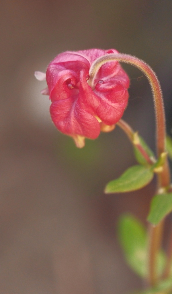 Распускающийся розовый цветок