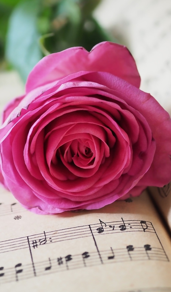 Розовая роза лежит на нотной тетради
