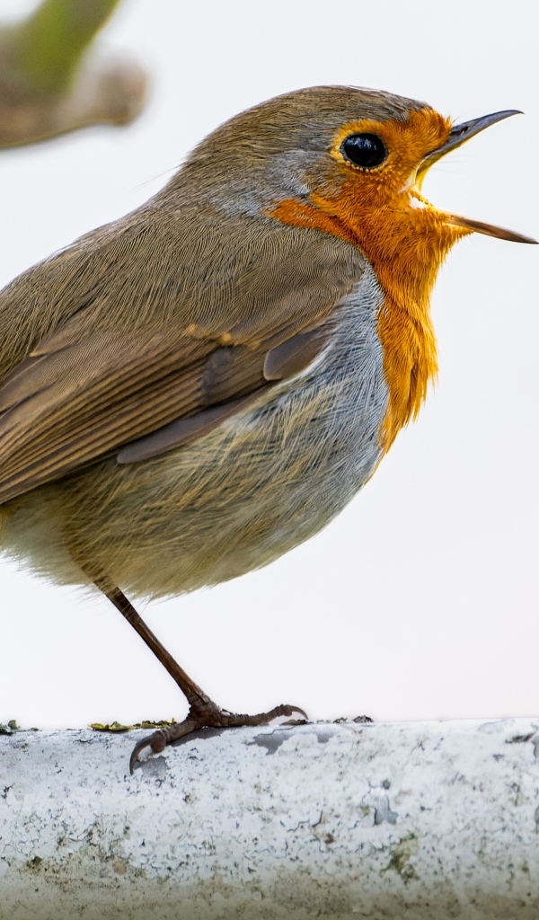 Маленькая европейская малиновка сидит на ветке