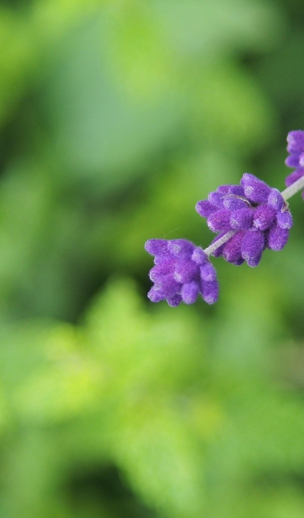 Веточка с фиолетовыми цветами лаванды