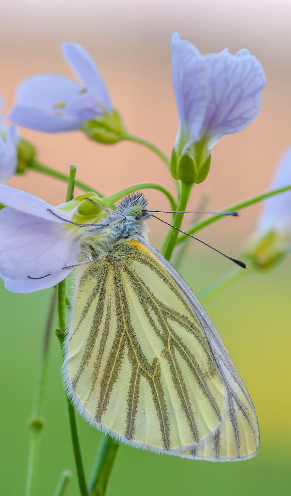 Желтая бабочка висит на голубом цветке
