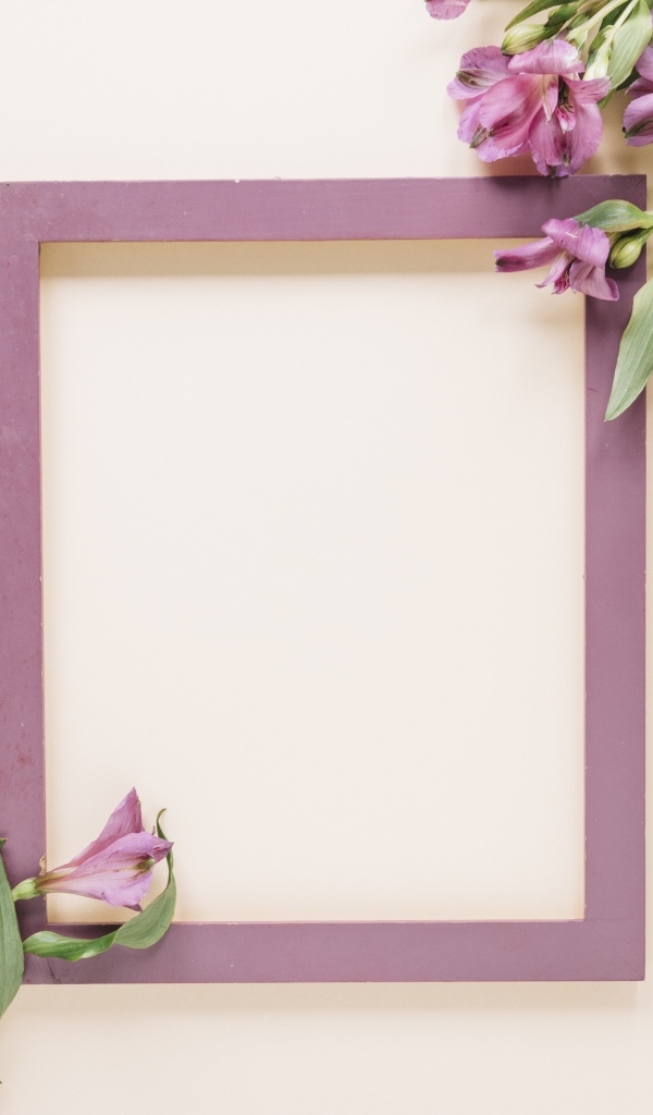 Цветы альстромерии на белом фоне с рамкой