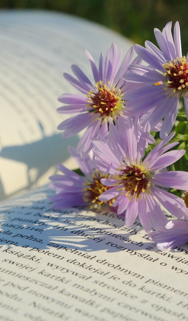 Осенние цветы сентябринка лежат на книге