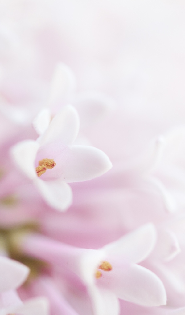 Фон с нежными розовыми цветами сирени