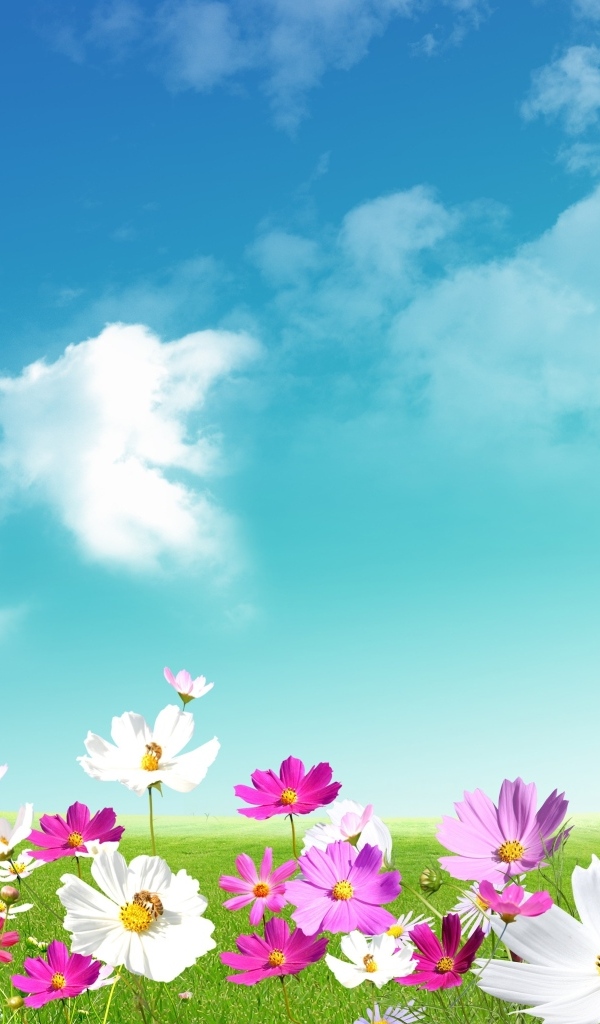 Красивый фон с небом и цветами космеи