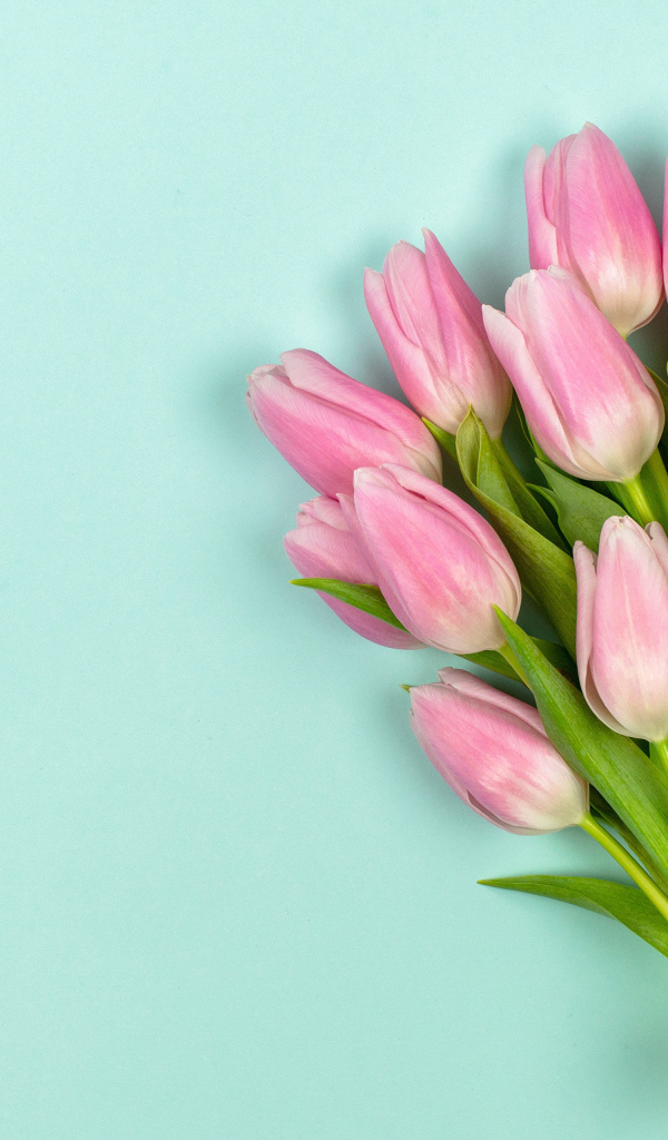 Красивый букет розовых тюльпанов с лентой на голубом фоне