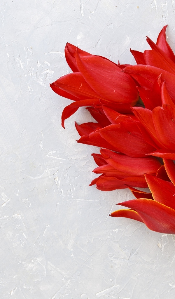 Красивый букет красных тюльпанов на сером фоне