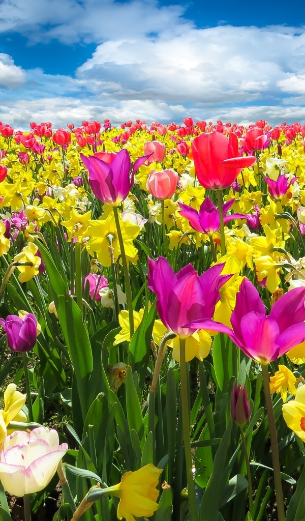 Красивое яркое поле с тюльпанами и нарциссами под голубым небом с белыми облаками